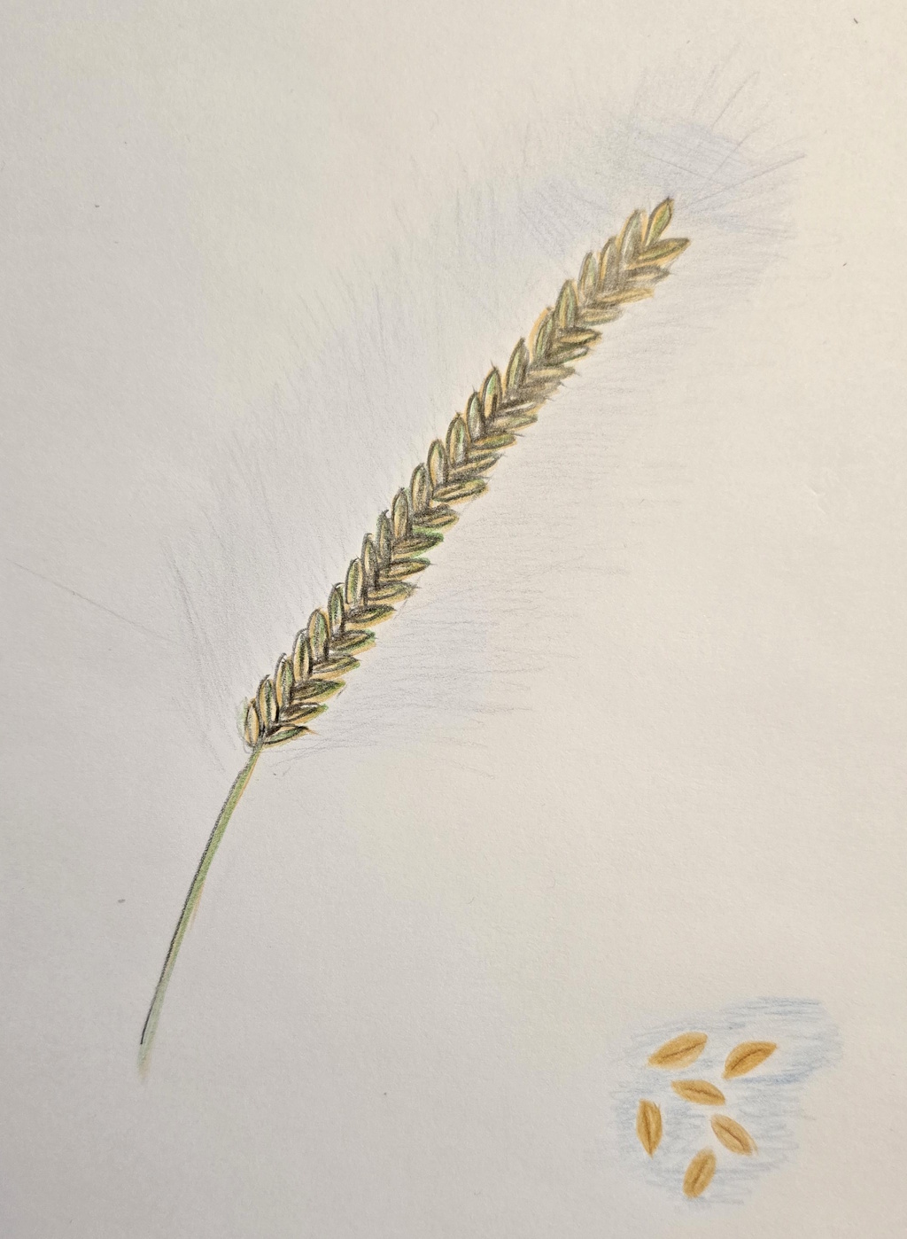 Spelt (Triticum spelta)